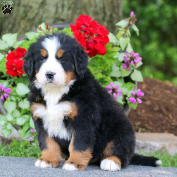Erma, Bernese Mountain Dog Puppy