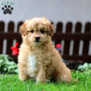 Erma, Miniature Poodle Mix Puppy