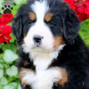 Erma, Bernese Mountain Dog Puppy