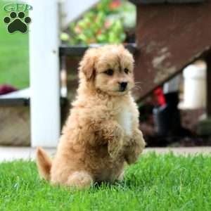Erma, Miniature Poodle Mix Puppy