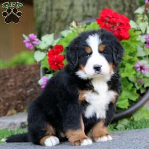 Erma, Bernese Mountain Dog Puppy