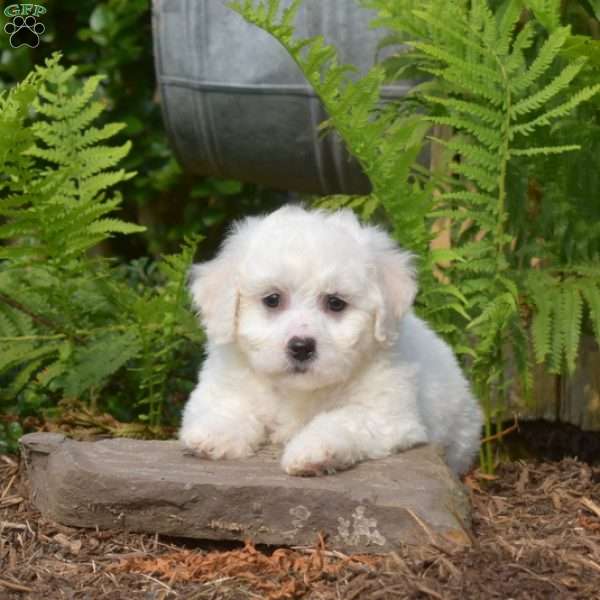 Ernie, Bichon Frise Puppy