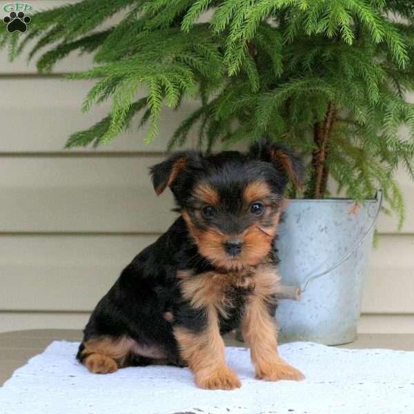 Ernie, Yorkie Puppy