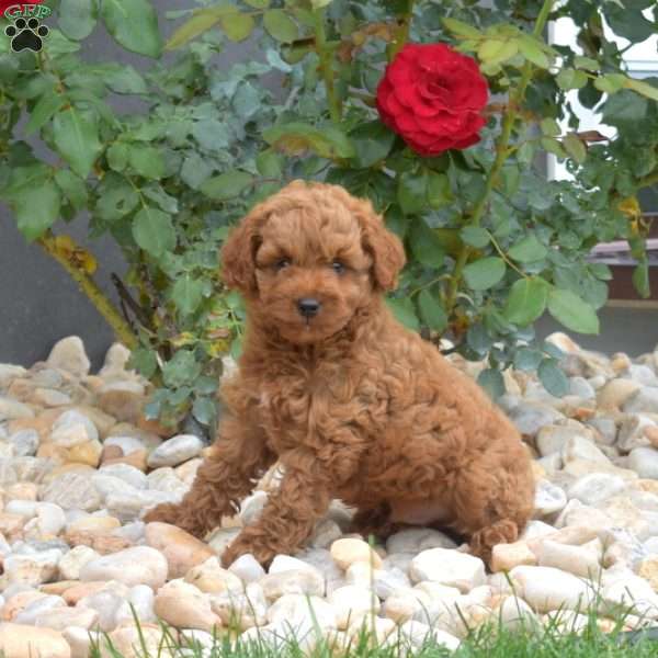 Ernie, Mini Goldendoodle Puppy