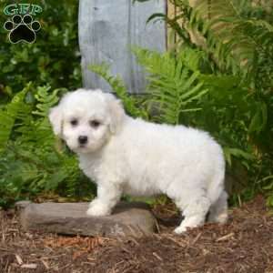 Ernie, Bichon Frise Puppy