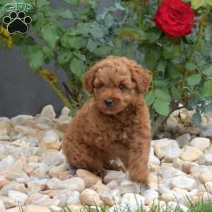 Ernie, Mini Goldendoodle Puppy