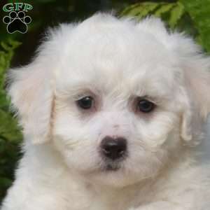 Ernie, Bichon Frise Puppy