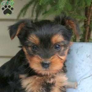 Ernie, Yorkie Puppy