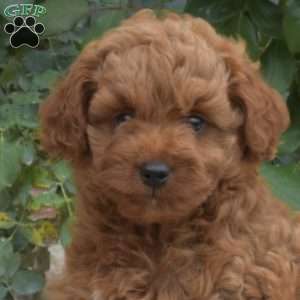 Ernie, Mini Goldendoodle Puppy