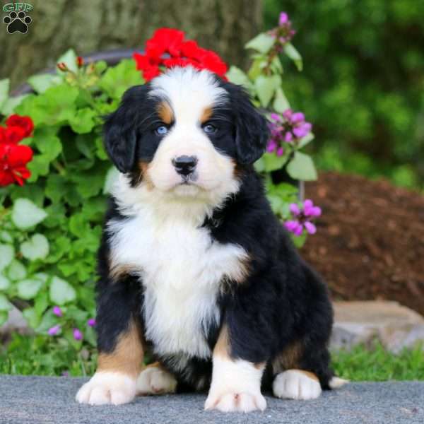 Ernie, Bernese Mountain Dog Puppy