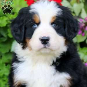 Ernie, Bernese Mountain Dog Puppy