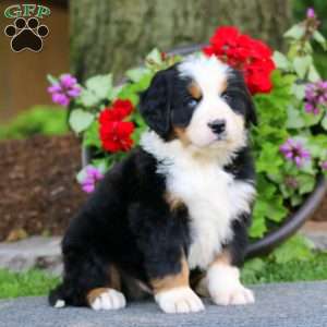 Ernie, Bernese Mountain Dog Puppy
