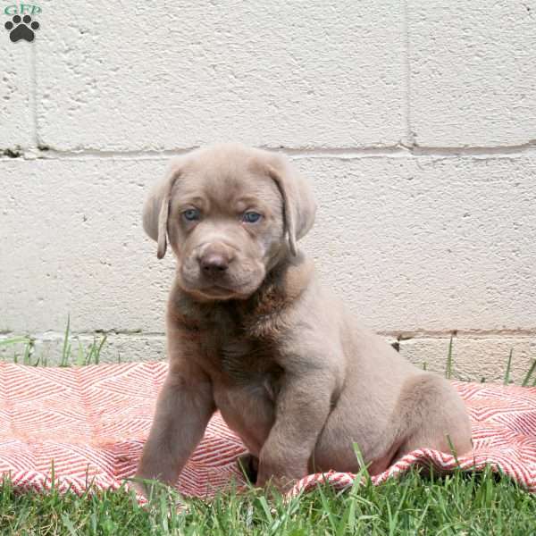 Ethan, Silver Labrador Retriever Puppy