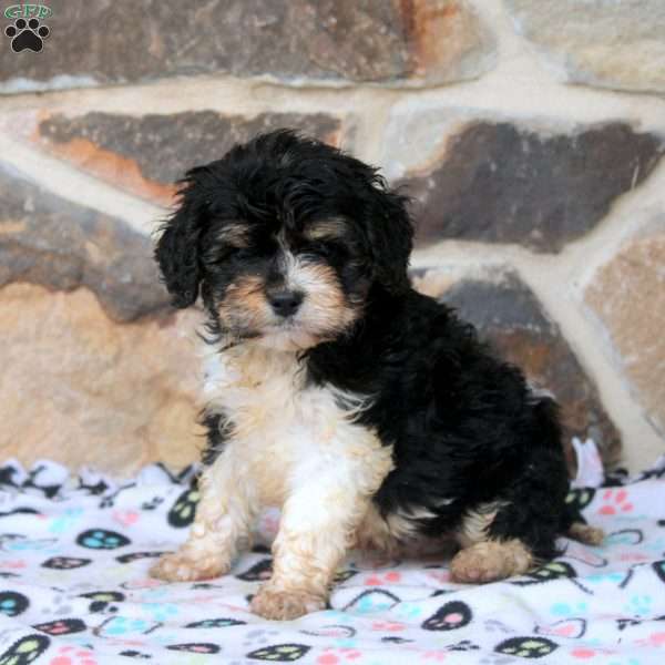 Ethan, Cavapoo Puppy