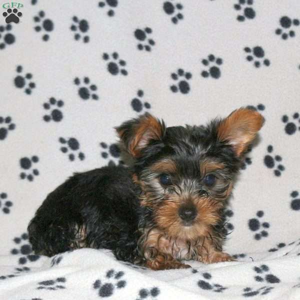Ethan, Yorkie Puppy