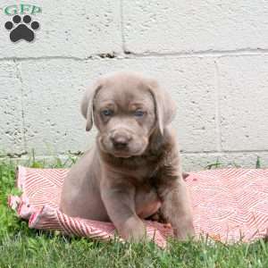 Ethan, Silver Labrador Retriever Puppy