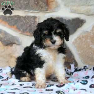 Ethan, Cavapoo Puppy