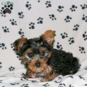 Ethan, Yorkie Puppy
