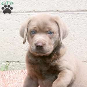 Ethan, Silver Labrador Retriever Puppy