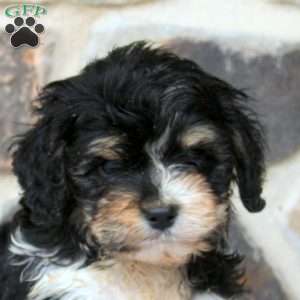 Ethan, Cavapoo Puppy