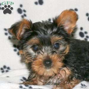 Ethan, Yorkie Puppy