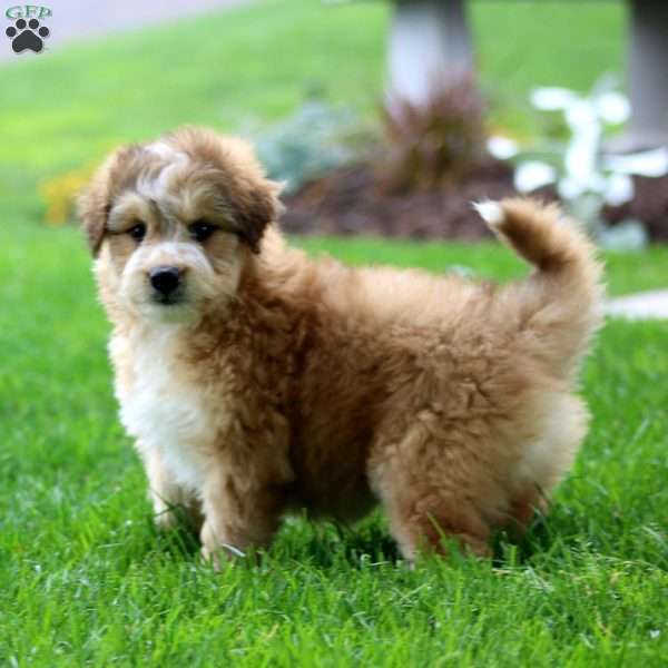 Ethan, Miniature Poodle Mix Puppy
