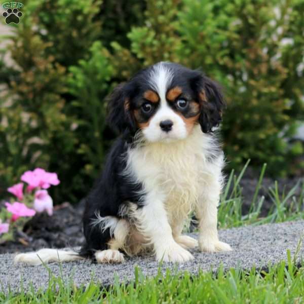 Ethan, Cavalier King Charles Spaniel Puppy