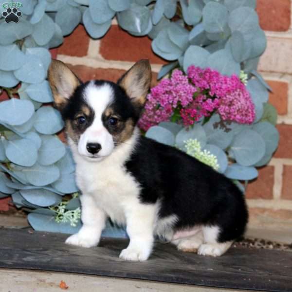 Ethan, Pembroke Welsh Corgi Puppy