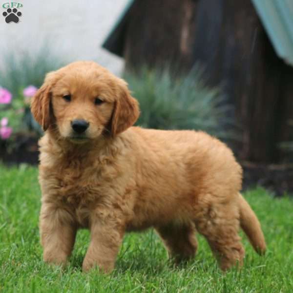 Ethan, Golden Retriever Puppy