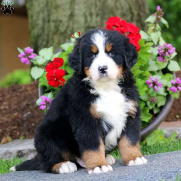 Ethan, Bernese Mountain Dog Puppy