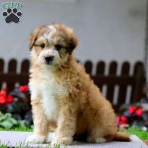Ethan, Miniature Poodle Mix Puppy