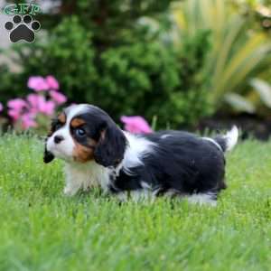 Ethan, Cavalier King Charles Spaniel Puppy