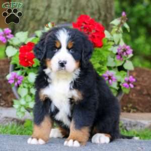 Ethan, Bernese Mountain Dog Puppy