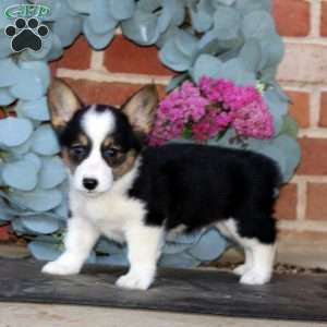 Ethan, Pembroke Welsh Corgi Puppy