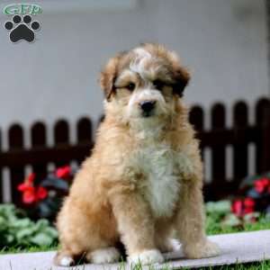 Ethan, Miniature Poodle Mix Puppy