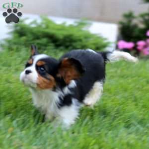 Ethan, Cavalier King Charles Spaniel Puppy