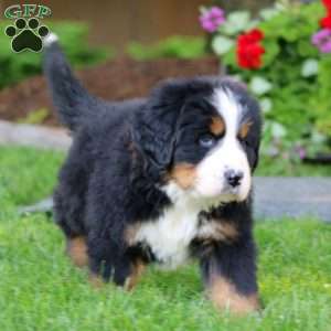 Ethan, Bernese Mountain Dog Puppy
