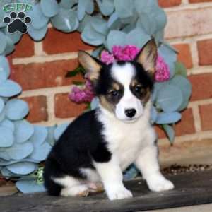 Ethan, Pembroke Welsh Corgi Puppy