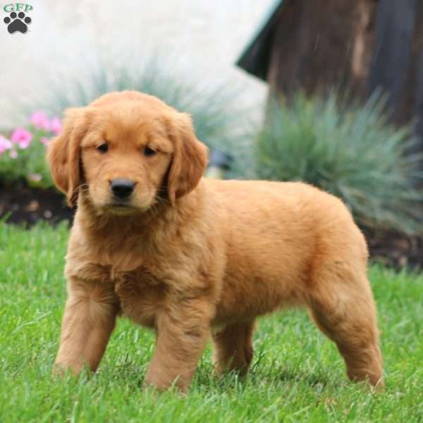 Eva, Golden Retriever Puppy