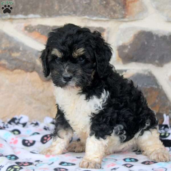 Evan, Cavapoo Puppy