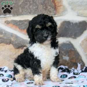 Evan, Cavapoo Puppy