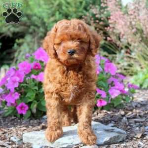 Evan, Cavapoo Puppy