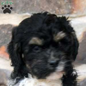 Evan, Cavapoo Puppy