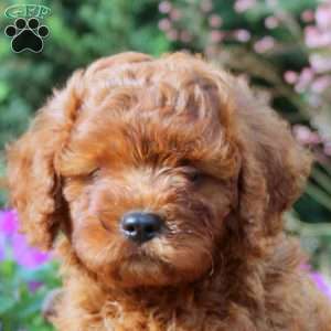 Evan, Cavapoo Puppy