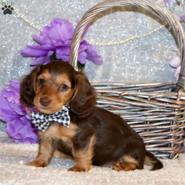 Evan – Mini, Dachshund Puppy
