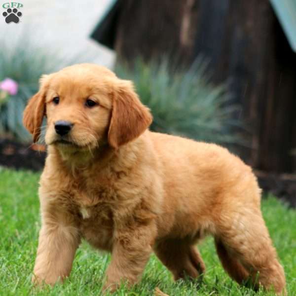 Evan, Golden Retriever Puppy