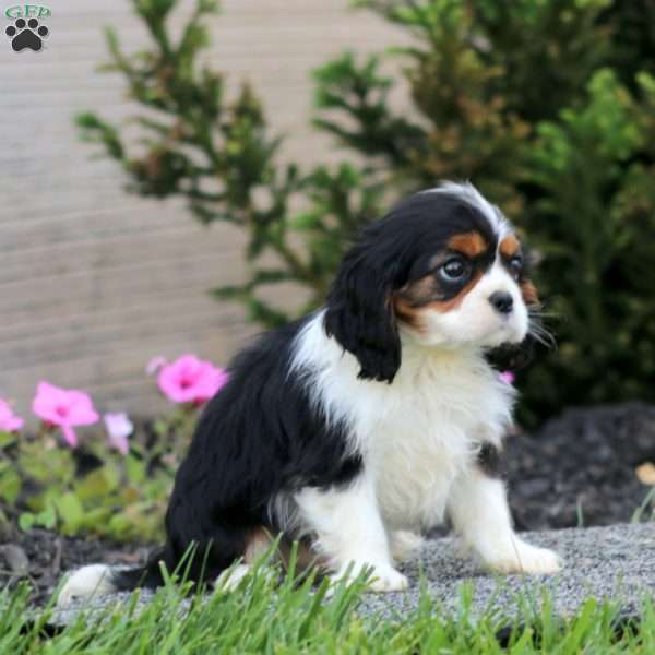 Evan, Cavalier King Charles Spaniel Puppy