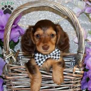 Evan – Mini, Dachshund Puppy