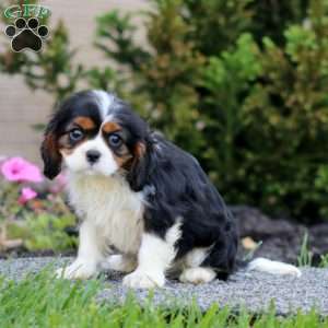 Evan, Cavalier King Charles Spaniel Puppy