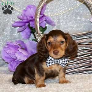 Evan – Mini, Dachshund Puppy